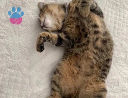 Oğlum Dişi arıyor