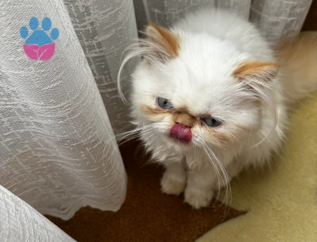 Persian (iran kedisi)