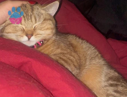 Kedimize eş arıyoruz