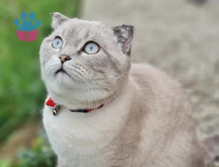 British Shorthair 1,5 Yaşında Kızgınlıkta