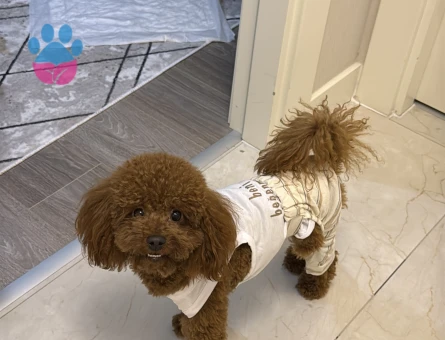 Toy poodle oğluşum 2 Yaşında Eş Arıyor