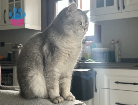 British Shorthair Oğluma eş arıyorum