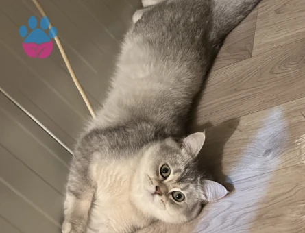 British Shorthair Oğluma eş arıyorum