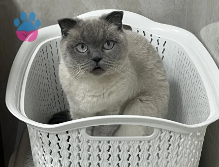 British Shorthair Samur’a eş arıyoruz