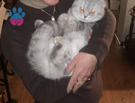 Scottish Fold Kedime Eş arıyoruz