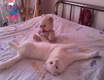 1 yaşında erkek scottish kedime eş arıyorum