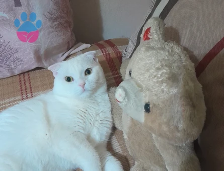 1 yaşında erkek scottish kedime eş arıyorum