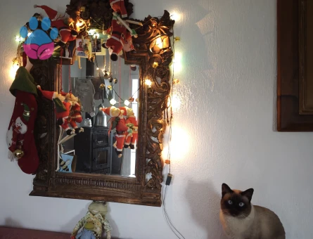 Siyam 2 Yaşında Eş Arıyor