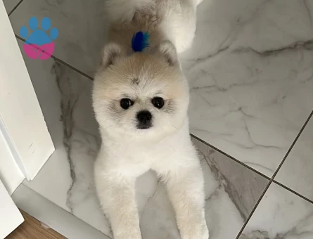 Pomeranian boo 2 Yaşında Eş Arıyor