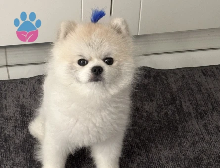 Pomeranian boo 2 Yaşında Eş Arıyor