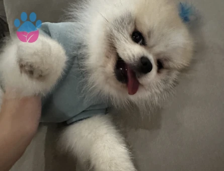 Pomeranian boo 2 Yaşında Eş Arıyor