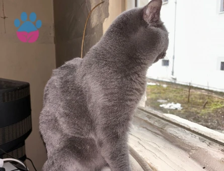 British Shorthair Duman Eş Arıyor