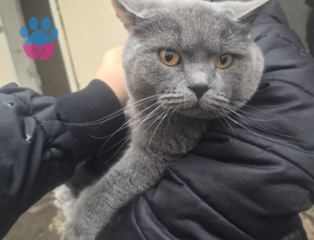 British Shorthair Duman Eş Arıyor