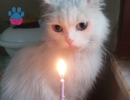 Ankara Kedisi 1 ,5 Yaşında Kızıma EŞ Arıyorum