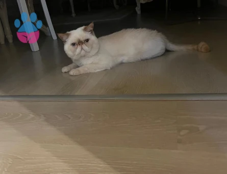 Exotic Shorthair Erkek Kedime Eş Arıyorum