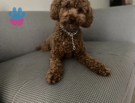 1,5 yaşında oğlumuza eş arıyoruz