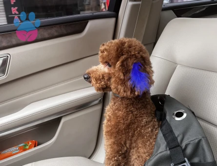 1,5 yaşında oğlumuza eş arıyoruz