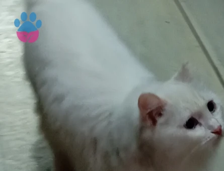 British Shorthair Sare Beyaz Prenses Eş Arıyor