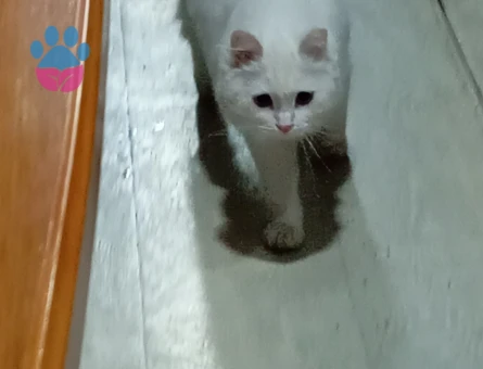 British Shorthair Sare Beyaz Prenses Eş Arıyor