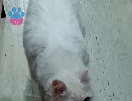 British Shorthair Sare Beyaz Prenses Eş Arıyor