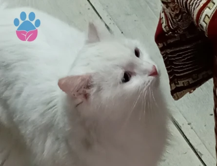 British Shorthair Sare Beyaz Prenses Eş Arıyor