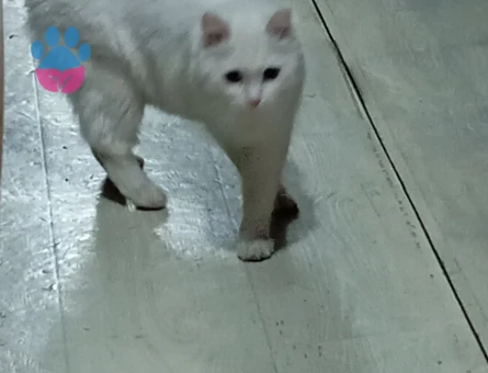 British Shorthair Sare Beyaz Prenses Eş Arıyor