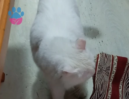 British Shorthair Sare Beyaz Prenses Eş Arıyor