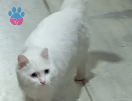 British Shorthair Sare Beyaz Prenses Eş Arıyor