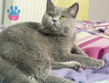 British Shorthair Kedime Dişi eş arıyoruz