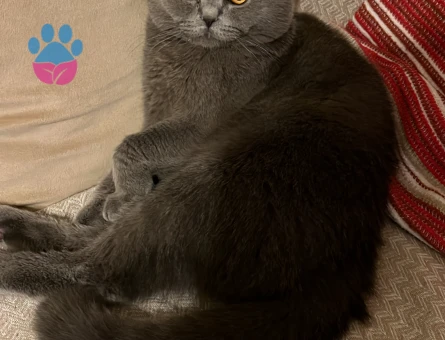 British Shorthair Kedime Dişi eş arıyoruz