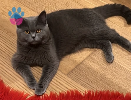 British Shorthair Kedime Dişi eş arıyoruz