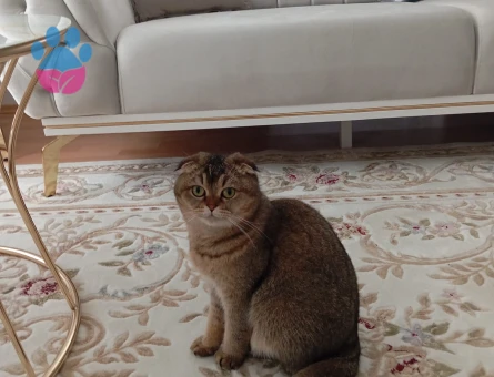 Scottish Fold 1 Yaşında Dişi Kızgınlıkta