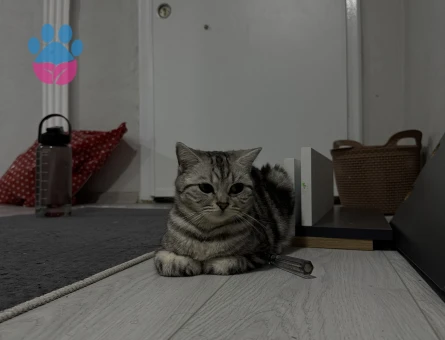 British Shorthair 1 Yaşında Eş Arıyorum