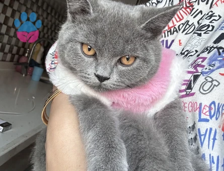 British Shorthair Kedime Eş aranıyor