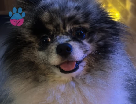 Erkek 3 Yaşında Gri Beyaz Merle Pomeranian