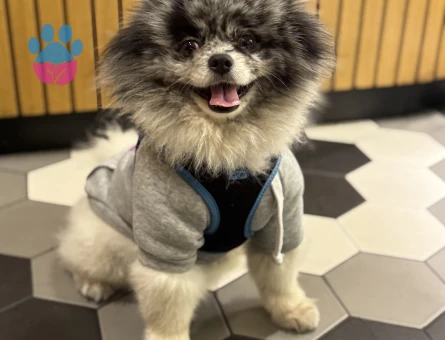 Erkek 3 Yaşında Gri Beyaz Merle Pomeranian