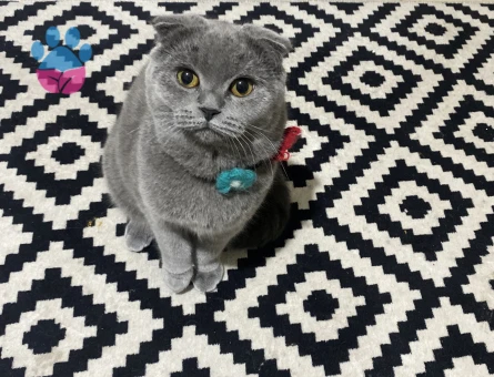 Scottish Fold Kızımıza Eş Arıyoruz