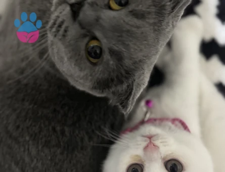 Scottish Fold Kızımıza Eş Arıyoruz