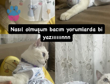 Britsh Blue Point kızıma eş arıyoruz