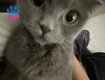 Scottish Fold kızımıza eş arıyoruz