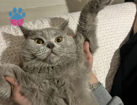 British Shorthair 1 Yaşında Kedim Eş Arıyor