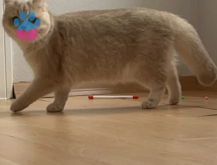 British Shorthair Cy12 Dişi Kedim Eş Arıyor