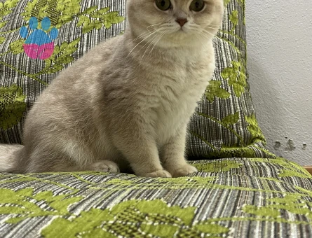 British Shorthair Cy12 Dişi Kedim Eş Arıyor