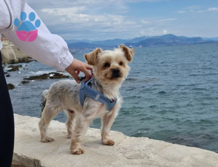 Yorkshire Terrier Oğlumuza Eş Arıyoruz