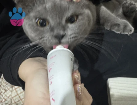 Scottish Fold Oğlumuza es arıyoruz