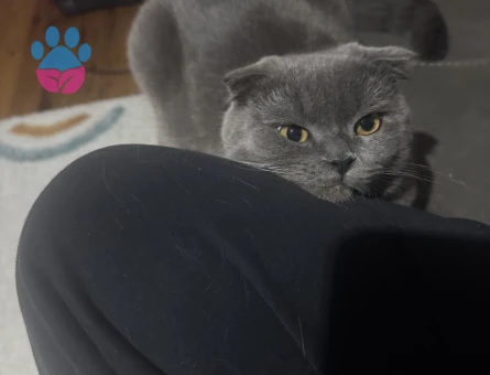 Scottish Fold Oğlumuza es arıyoruz