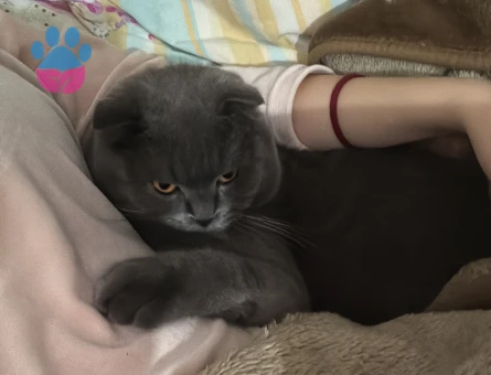 Scottish Fold Oğlumuza es arıyoruz