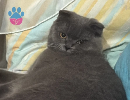 Scottish Fold Oğlumuza es arıyoruz
