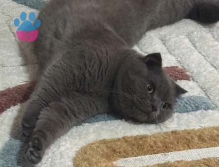 Scottish Fold Oğlumuza es arıyoruz