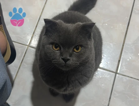 Scottish Fold Oğlumuza es arıyoruz